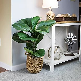 3-foot Fiddle Leaf Fig Plant in Basket, , rollover