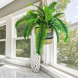 30-inch Boston Fern in Hanging Basket, , rollover