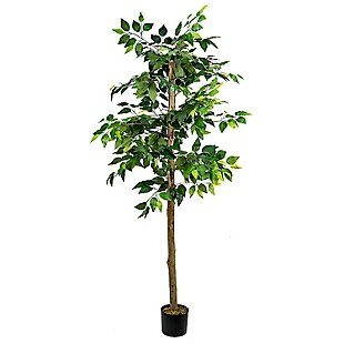 6-foot Ficus Tree in Pot, , large